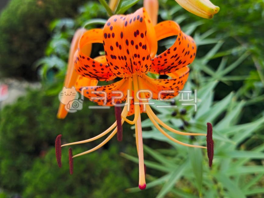 Lily,orange,lily flower,lily fruit,fruit juice
