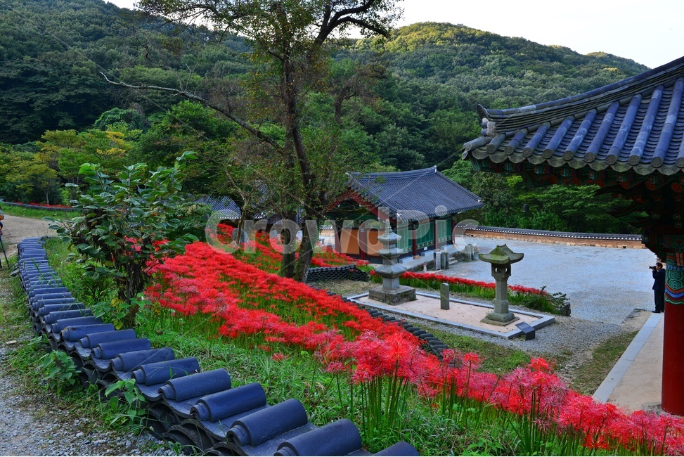 nature,자연,scenery,풍경,outdoors,옥외,landscape,경치,함평,용천사,사적지,문화재,꽃무릇,상사화,사찰,절,불교