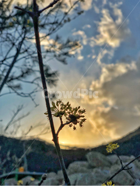 light,빛,flare,플레어,산수유,석양,저녁,산수유꽃,음영,tree,나무,plant,식물