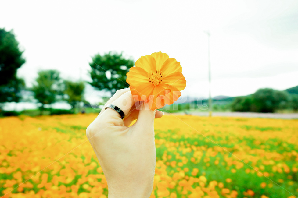 꽃,노랑코스모스,주황코스모스,코스모스,cosmos,flower
