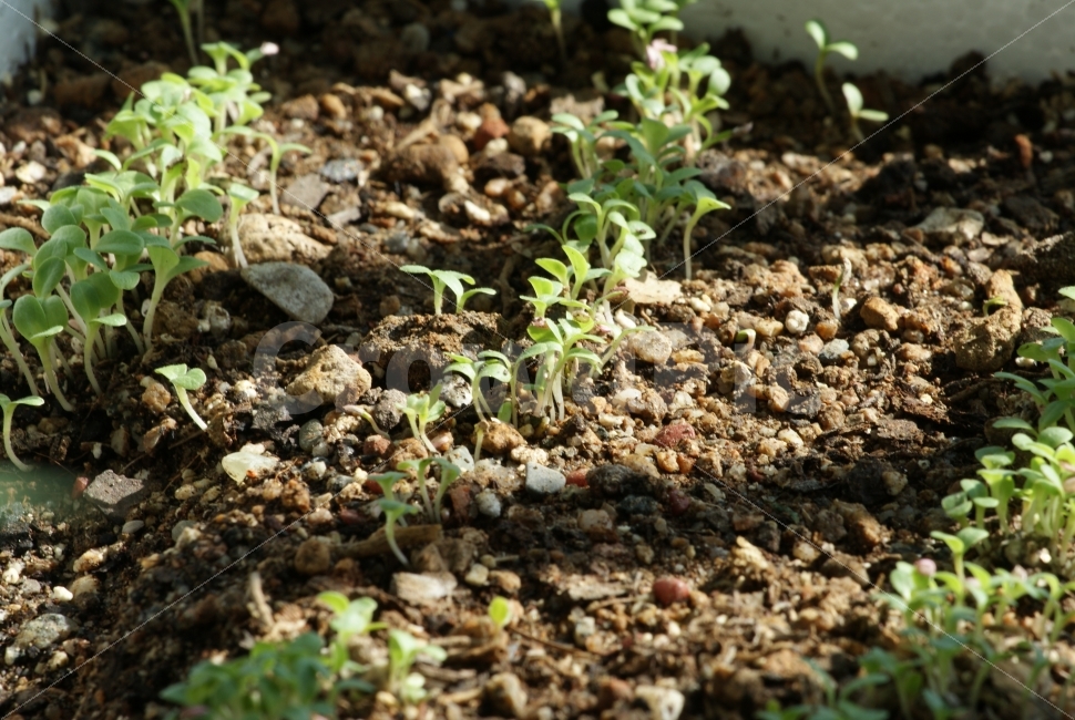 새싹,채소,잎사귀,나물,재배,예쁘다,일상,데일리,식물,자연,plants,nature