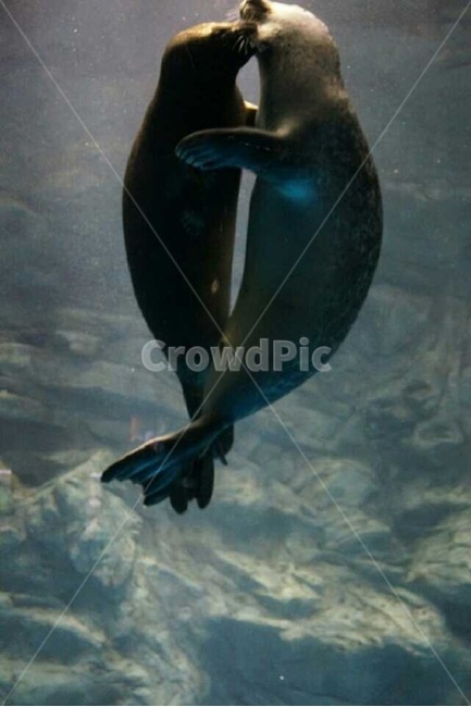 물개,키스,해양동물,아쿠아리움,해양생물,바다,seal,kiss,wildlife,aquarium,underwater,marine,sea,marinelife,sealife,blue,water,swim,수영,바위,동물,animal