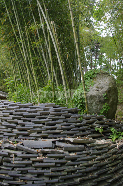 대나무,기와,식물,초록,plant,식물,자연,plants,nature,나무,trees,wood