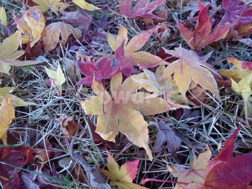 plant,식물,leaf,잎,단풍,낙엽,가을,계절,fall,autumn,season,식물,자연,plants,nature