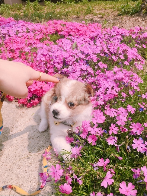꽃,강아지,감성,봄,산책,spring,flower,풍경,안정,행복,여유,힐링,식물,자연,plants,nature,꽃,flower,동물,animal,포유류,mammal,개,강아지,dog,doggy