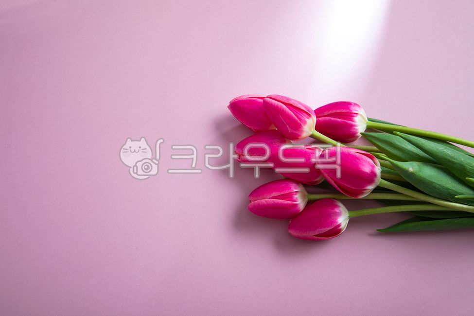 꽃,튜울립,빨간튜울립,빨간꽃,봄꽃,봄,꽃잎,칼라지,색지,종이,색종이,배경지,아름다운,식물,붉은꽃,배경,folwer,blossom,tulip,redtulip,redflower,spring,springflowers,cikiroaoer,coloredpaper,paper,confetti,background,backgroundpaper,plant,petal,beautiful,예쁜,pretty,향기로운,fragrant,꽃봉오라,flowerbuds