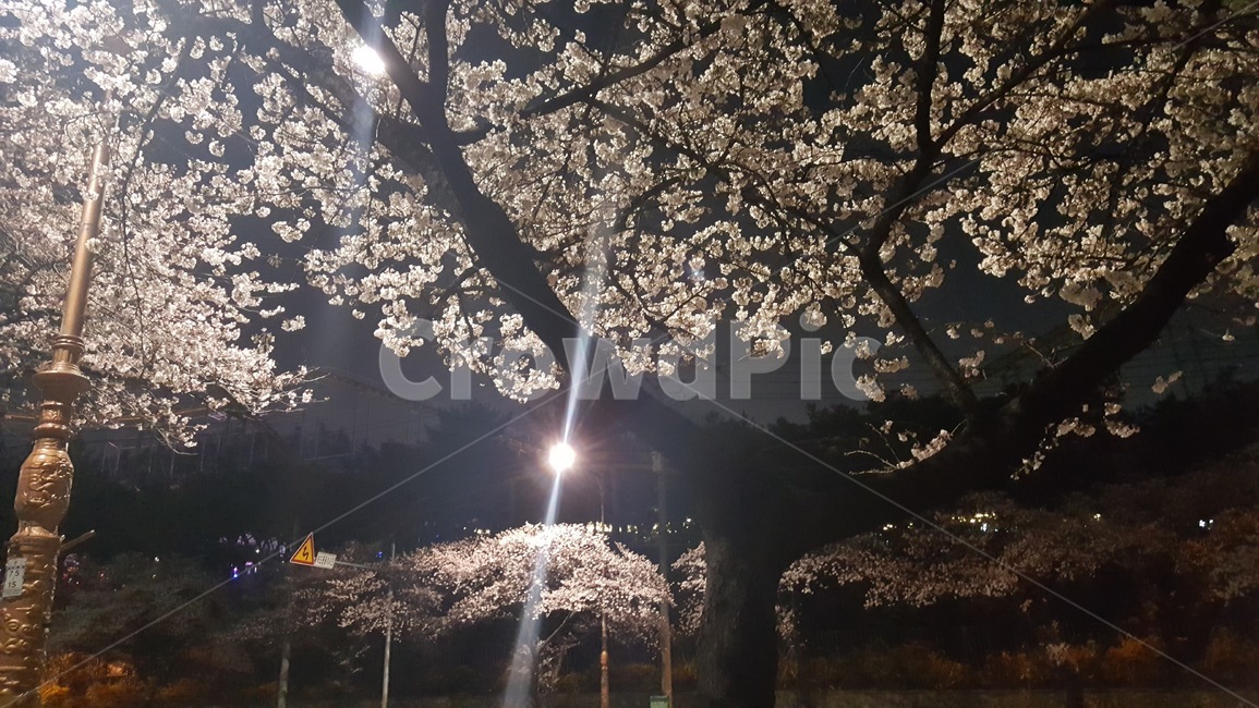 밤,벚꽃,대구,두류,봄,봄밤