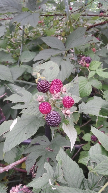 여치,복분자,여름,열매,나무,식물,자연,plants,nature,과일,열매,fruit