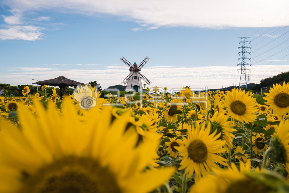 해바라기,해바라기꽃,해바라기꽃밭,해바라기밭,해라바리풍경,plant,식물,flower,꽃,sunflower,식물,자연,plants,nature,꽃,flower