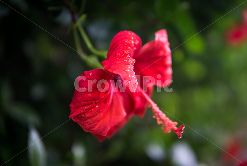 꽃,자연,식물,야생화,생태,nature,flower,빨간색,plants,스냅사진,감성사진,summer,spring,배경,travel,분위기,식물,자연,plants,nature,꽃,flower