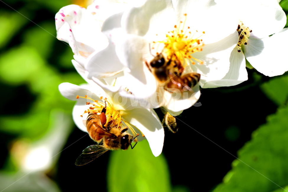 식물,꽃,동물,벌레,자연,식물,자연,plants,nature,꽃,flower,동물,animal,곤충,벌레,insect,bug