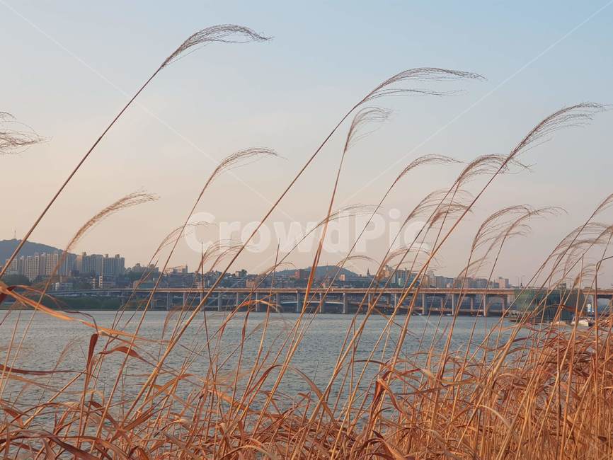 갈대,한강,riverview,한강공원,반포서래섬,서울,석양,하늘,sky,sundown,sunset,한강일몰,저녁노을