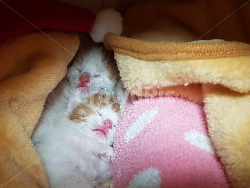 고양이,귀여운,심쿵,아기,꼬물이,동물,사랑