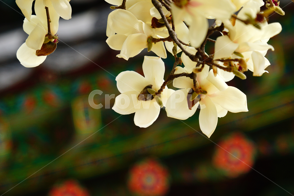 목련,봄꽃,한국자연,꽃,꽃사진,플라워,flower,봄,spring,식물,plants,자연,nature,풍경,landscape,계절,season,snap,스냅,접사,macro,closeup,클로즈업,감성사진,감성,힐링,healing,느낌,feel,feeling,꽃밭,화단,나무,나뭇가지,tree,꽃봉오리,4월,April,목련꽃,한옥,봄,계절,spring,season,식물,자연,plants,nature,꽃,flower,plant