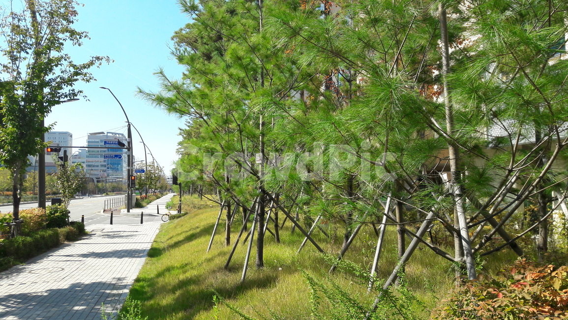 길,도로,차도,인도,횡단보도,도시,도시,풍경,city,landscape,path,통로,tree,나무,plant,식물