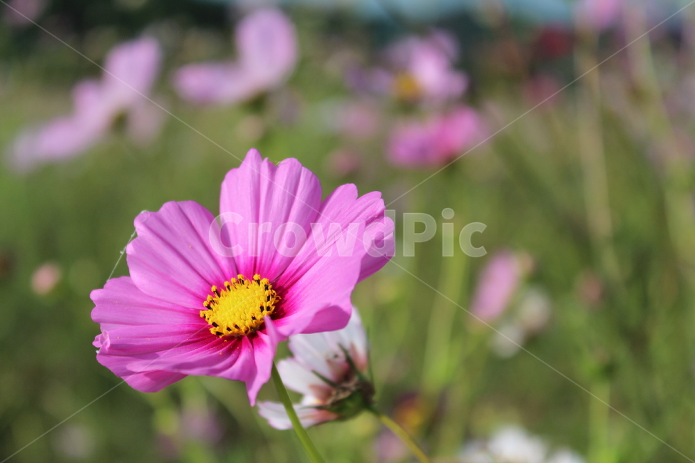 가을,자연,식물,코스모스,가을꽃,꽃,식물,자연,plants,nature,꽃,flower