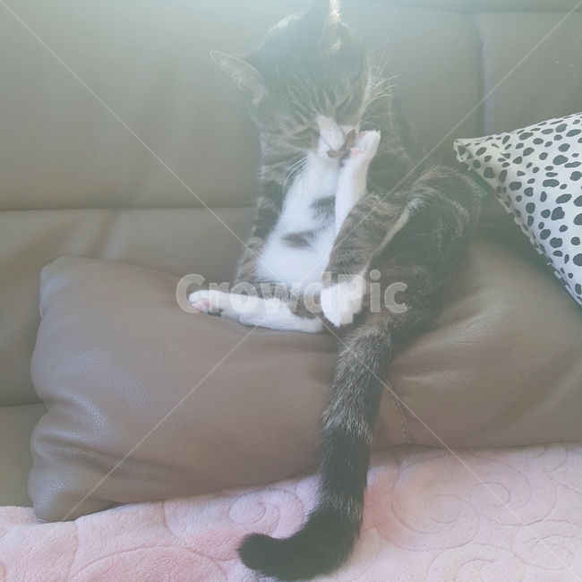 고양이,한국고양이,고등어,집사,cat,koreacat,pet,kitten,그루밍,동물,animal,포유류,mammal,고양이,cat,kitten,kitty