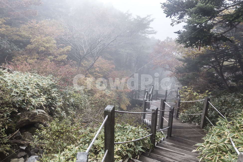 제주도,한라산,성판악,제주도등산,안개낀한라산,자연,풍경,nature,landscape,outdoors,옥외