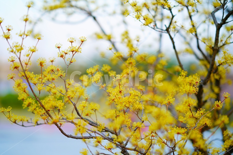 plant,flower,식물,꽃,산수유,corni