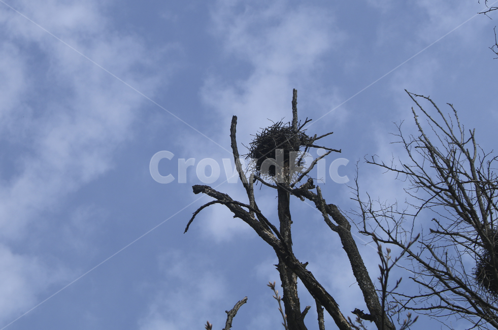 sky,하늘,blue,파란,푸른,둥지,새둥지,앙상한,나무,나뭇가지,식물,자연,plants,nature,나무,trees,wood