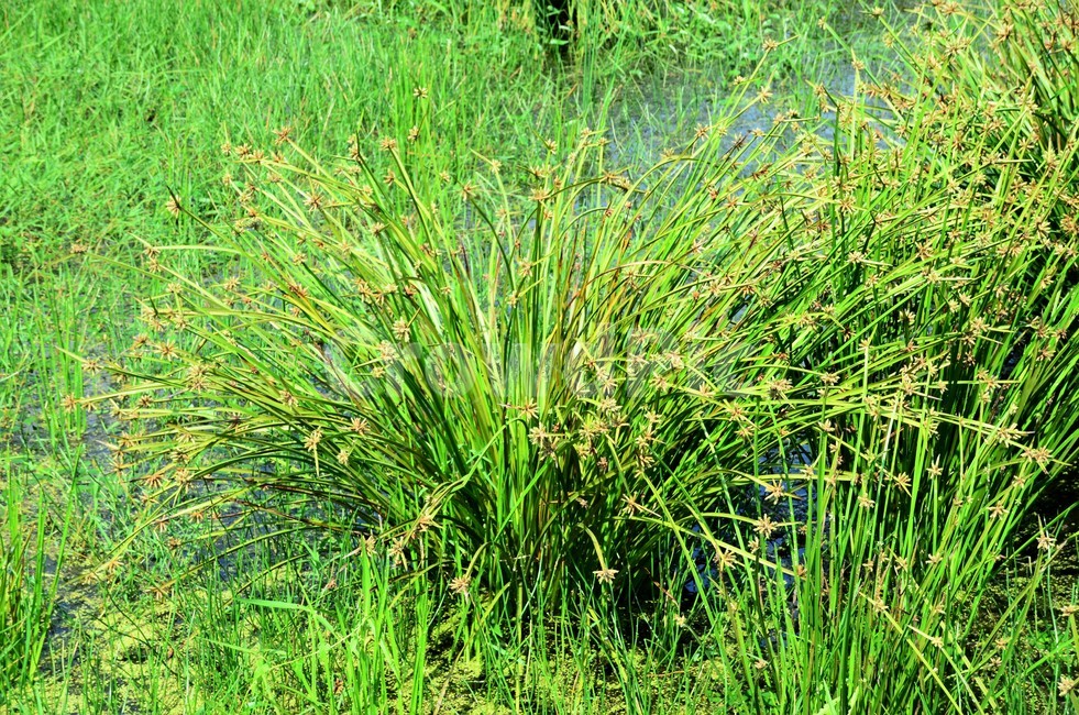 송이고랭이,타래골,참송이골,사촛과,습지식물,식물,자연,plants,nature