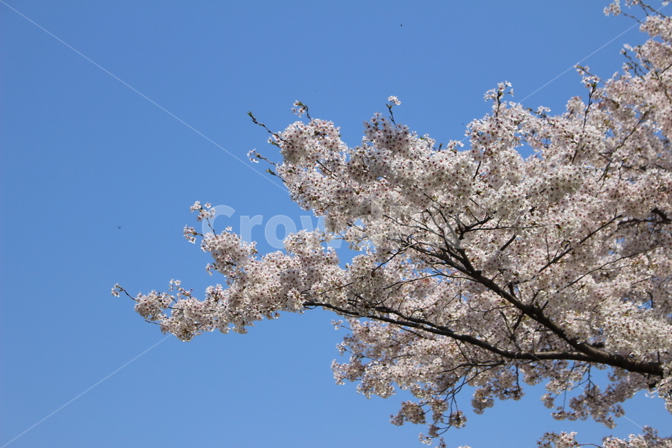 plant,식물,flower,blossom,꽃,벚꽃,하늘