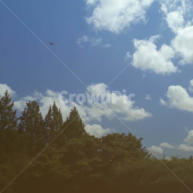 하늘,구름,나무,비행기,여름,자연,풍경,nature,landscape,outdoors,옥외,weather,날씨,sky