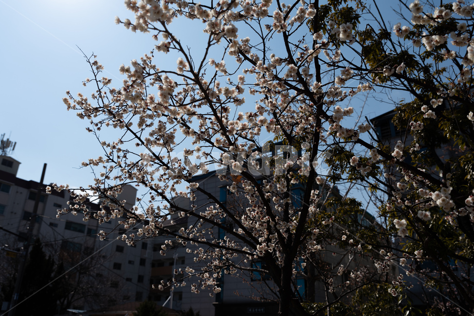 매화,매실나무,매화꽃,봄,봄꽃,꽃,flower,풍경,봄,계절,spring,season,식물,자연,plants,nature,꽃,flower,plant