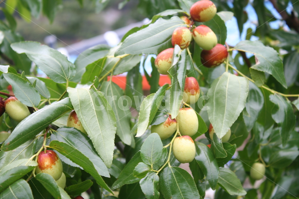 대추,식물,plant,food,과일,가을,짙어가는가을,추석,대추나무,과일,열매,fruit