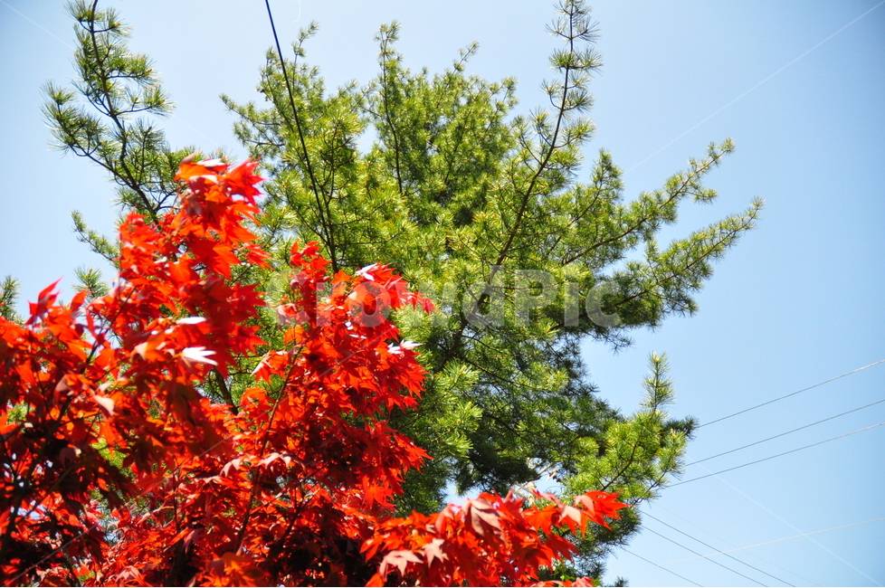 봄,가을,하늘,나무,단풍,자연,색깔,가을,계절,fall,autumn,season,식물,자연,plants,nature,leaf,잎,plant,tree