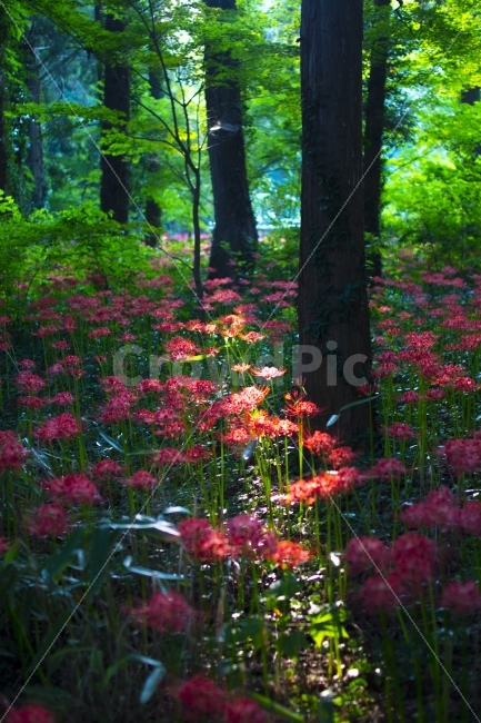 선운사,꽃무릇,햇빛,꽃,식물,자연,풍경,nature,landscape,식물,plants,꽃,flower,나무,trees,wood,휴식,힐링,rest,relaxation,healing,leaf,잎,plant,tree