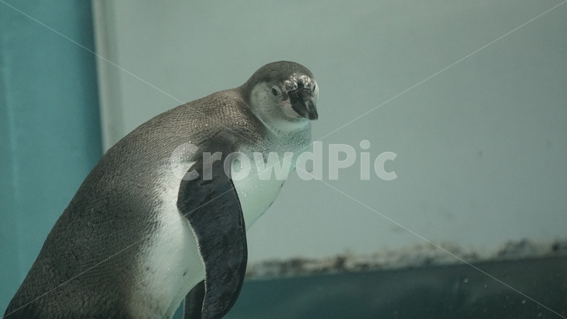 물,aquatic,펭귄,팽귄,수영,물갈퀴,동물원,훔볼트펭귄,동물,animal,포유류,mammal