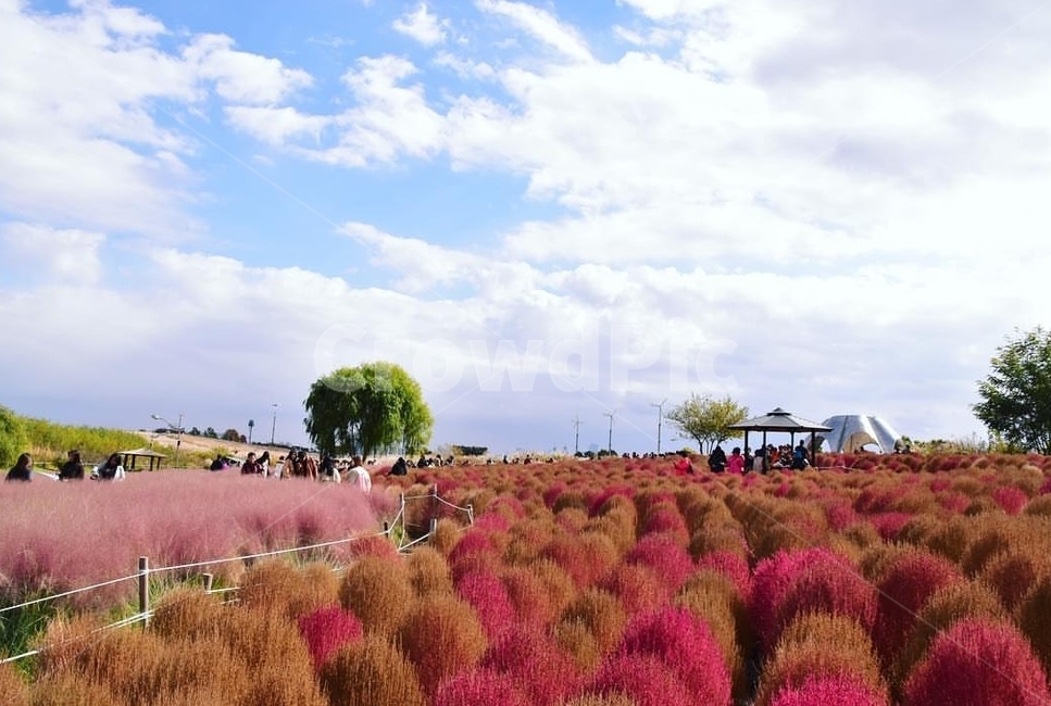 nature,자연,outdoors,핑크뮬리,꽃,가을,계절,fall,autumn,season,옥외