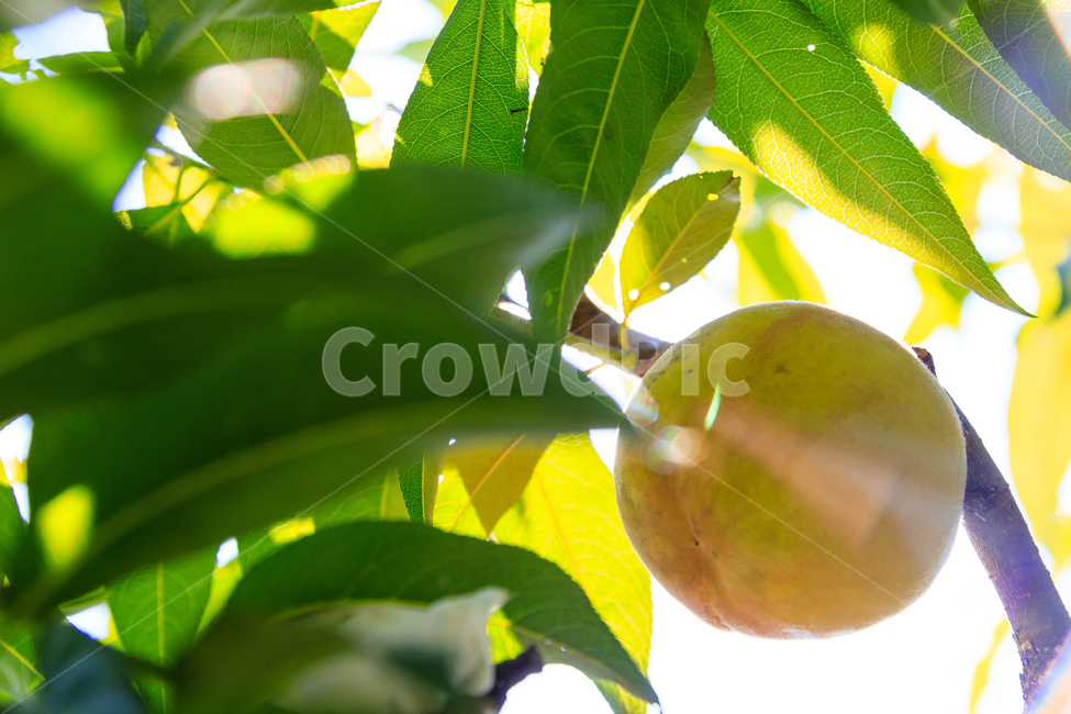 복숭아,과수원,식품,과일,수확,가을,익은,농업,과일,열매,fruit,산업,industry,industrial,농업,농사,agriculture,farming,farming industry