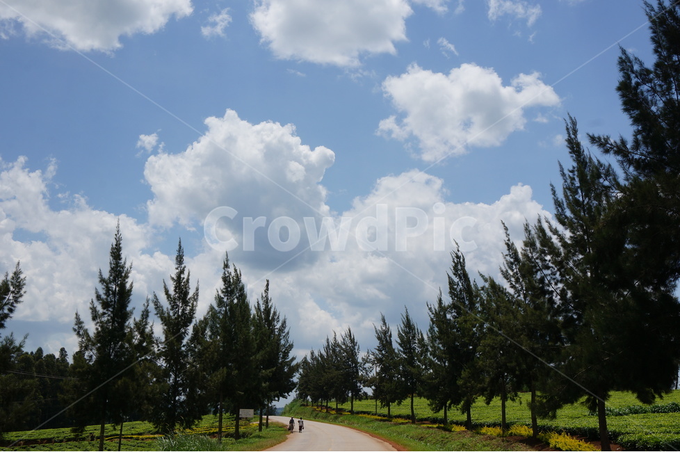 하늘,구름,자연,sky,nature,cloud,나무,길,tree,park,공원,자연,풍경,nature,landscape,plant,식물,fir,전나무