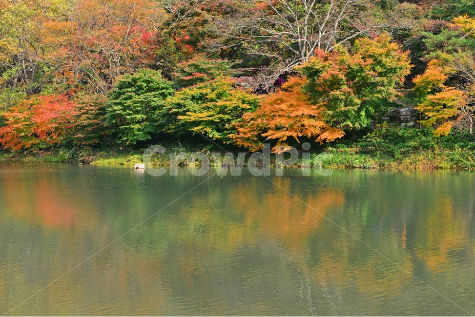 장성,백양사,백암산,추색,백양사가을,가을,계절,추경,단풍,연못,반영,단풍잎,만추,plant,식물,tree,나무,nature,자연,water,물,outdoors,옥외