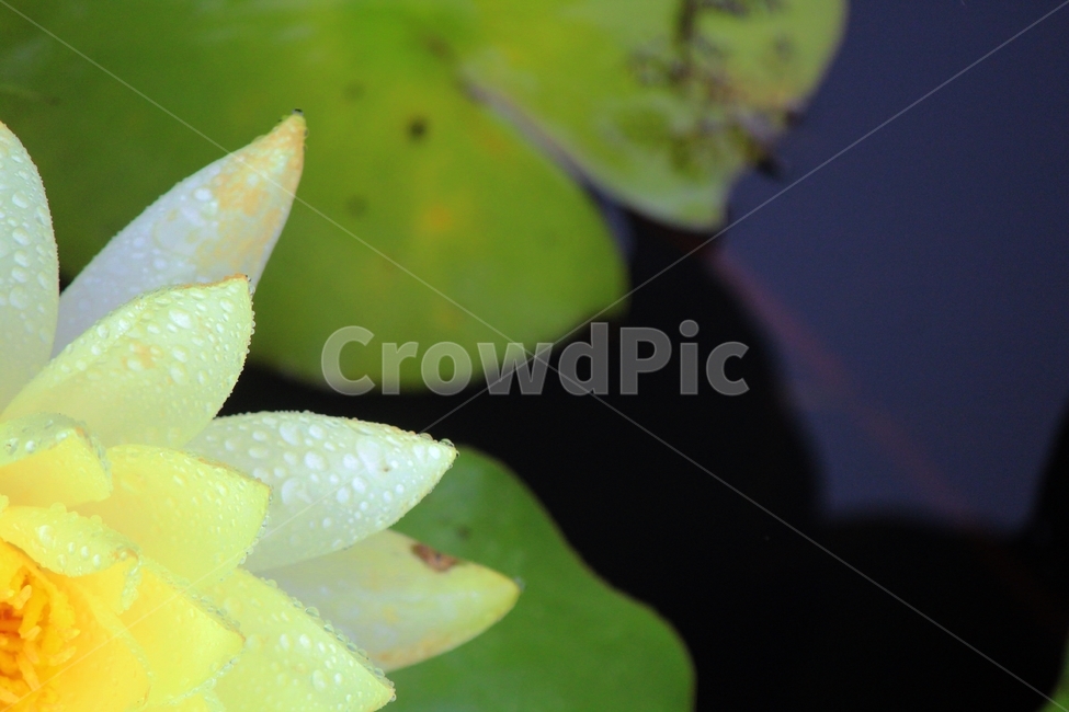 연꽃,우중,우아,영원회귀,인연,순환,식물,자연,plants,nature,꽃,flower