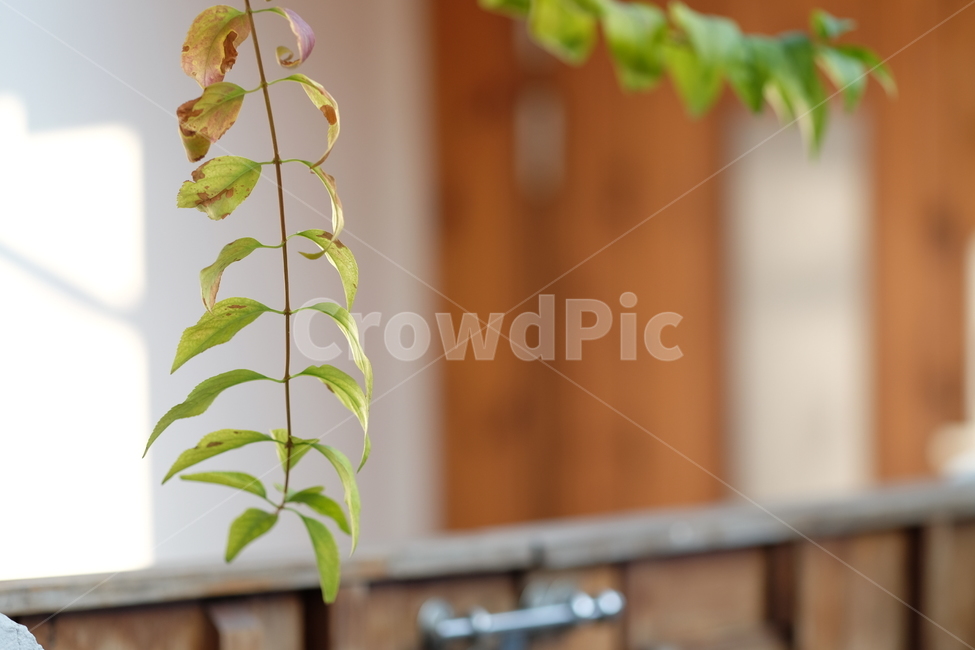 자연,식물,잎,오전,아침,경쾌,풀,나무,plant,nature,morning,tree,원목,식물,자연,plants,nature