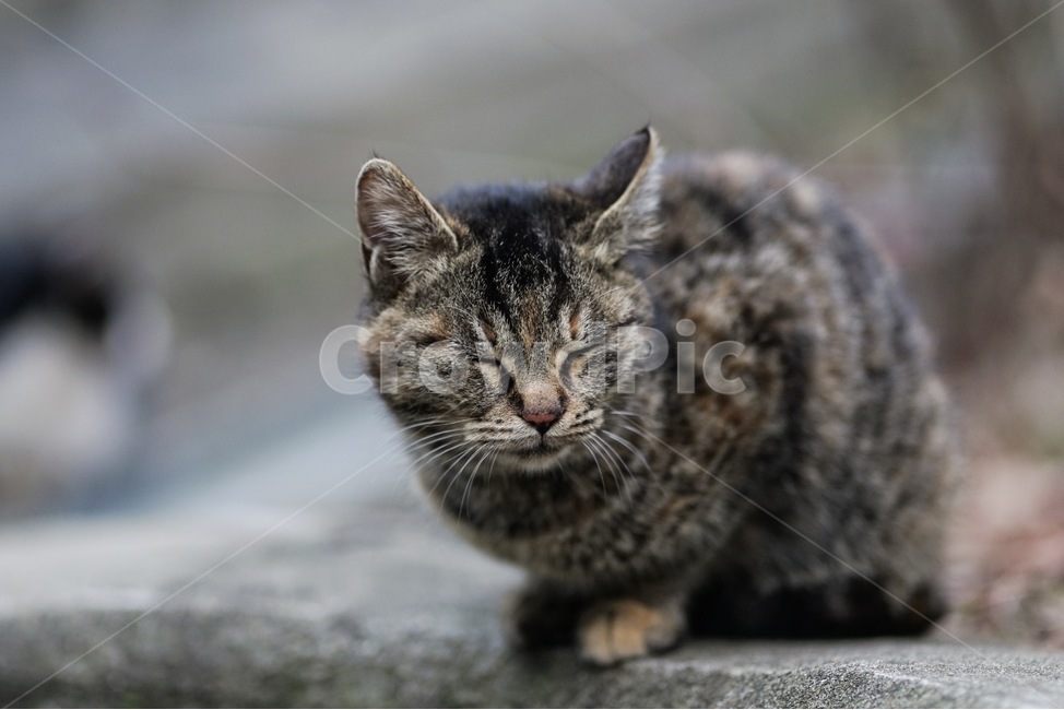 고양이,길고양이,동물,코리안숏헤어,아기고양이,낮잠,코숏,야옹이,냥이,길거리,cat,kitten,고양이걸음,streetcat,straycat,animal,koreanshorthair,꾸벅꾸벅,졸음,동물,animal,포유류,mammal,고양이,cat,kitten,kitty
