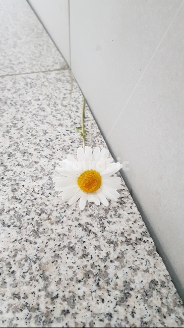 국화,꽃,꺽인,버려진,대리석