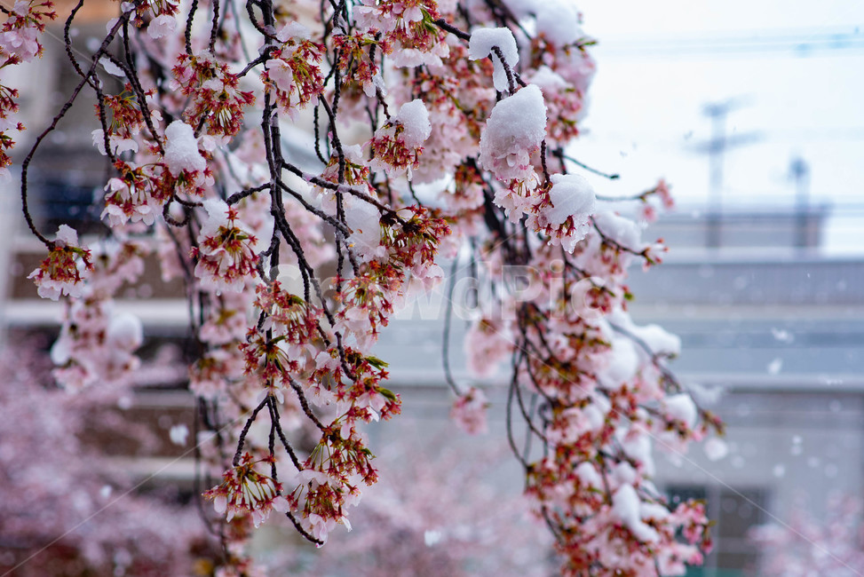 벚꽃,봄,겨울,눈,눈꽃,이상기온,풍경,식물,plant,flower,snow,cherryblossom,bossom,winter,spring