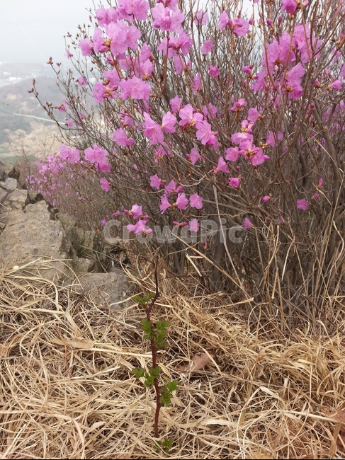 진달래,새줄기,이교관,영취산,새로움,봄,계절,spring,season,식물,자연,plants,nature,꽃,flower,ground,바닥,plant,geranium,제라늄,blossom