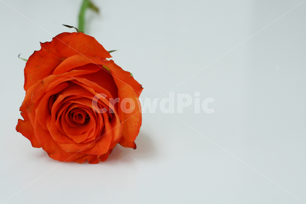 와일드키드,장미,빨간장미,꽃,rose,flower