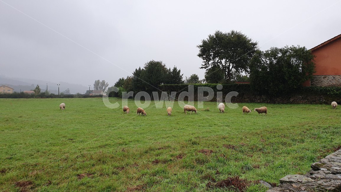 field,들,nature,자연,outdoors,countryside,목초지,grassland,옥외,farm,농장,rural,농촌,mammal,양,sheep,동물,animal