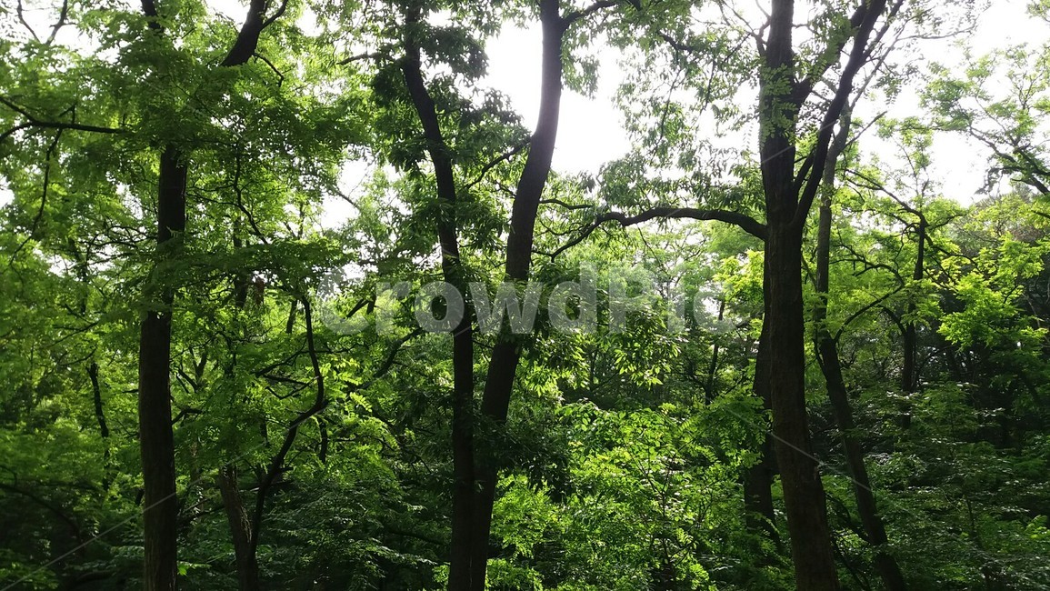 산책길,숲,하늘,초록,싱그러운,아침