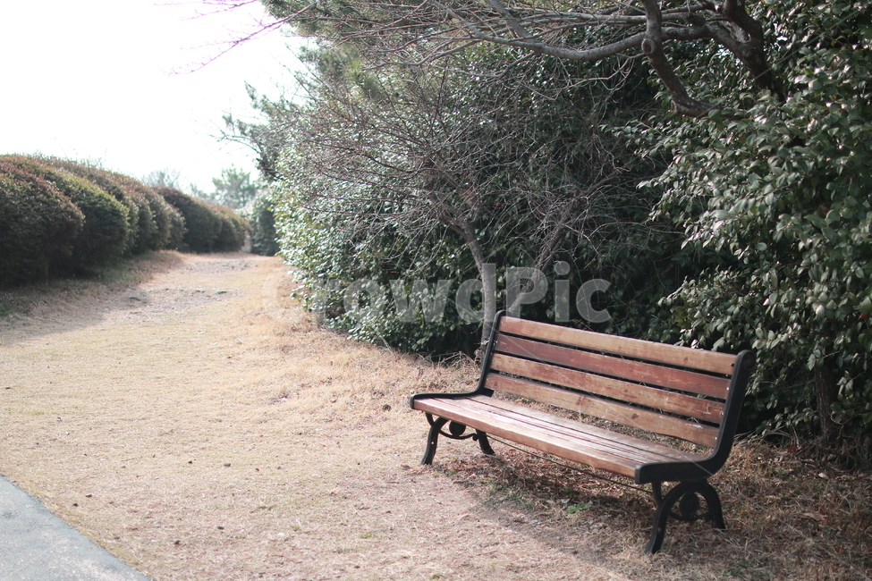 벤치,자연,공원,길,잔디