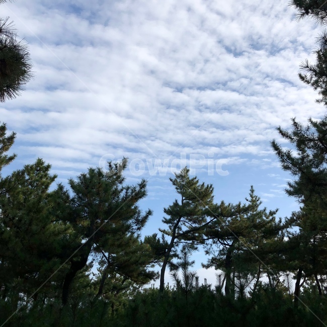 하늘,구름,나무,숲,날씨,맑음,파란색