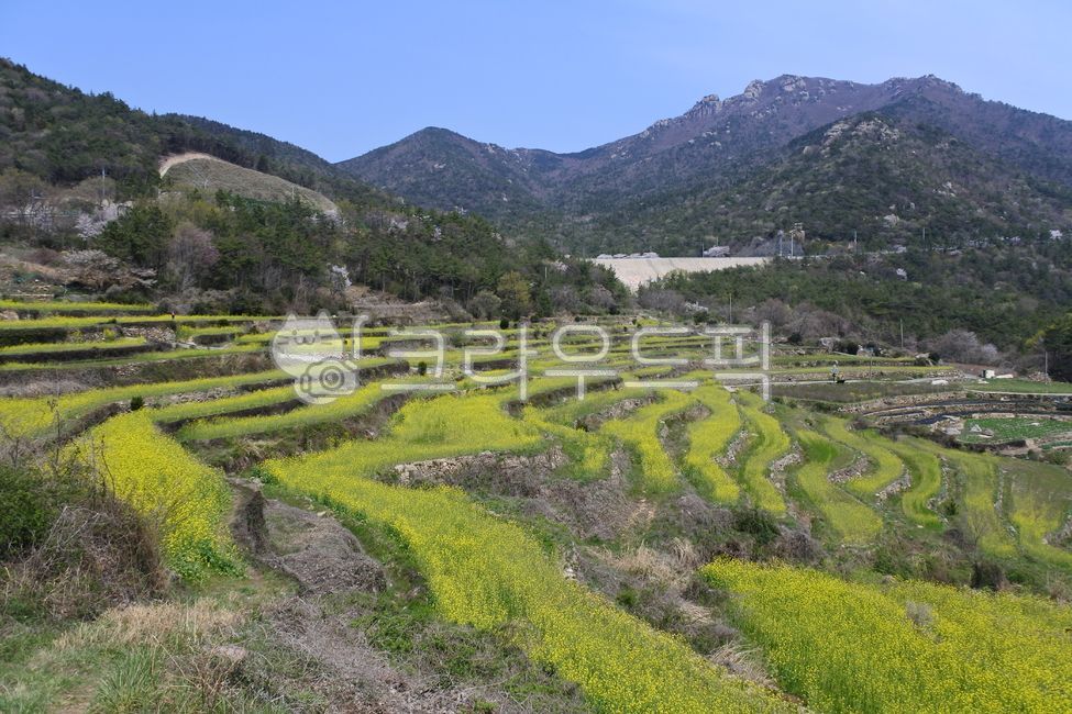 유채꽃,남해,두모마을,계단식,봄,rapeblossoms,namhae,spring,봄날,봄꽃,flower,꽃,field,들,자연,nature,outdoors,옥외