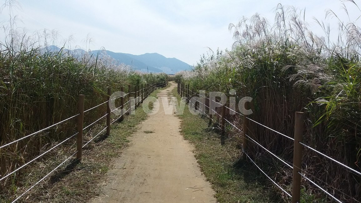 삼락공원산책,아름다운길,갈대길,갈대숲,park,avenue,autumn,가을길,공원산책,자연,풍경,nature,landscape