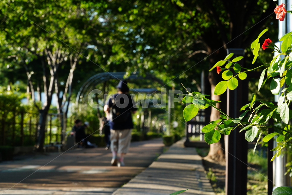 flower,꽃,식물,생명,생물,길,숲,outdoors,person,인간,사람,식물,자연,plants,nature